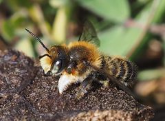 Megachile willughbiella m lateral