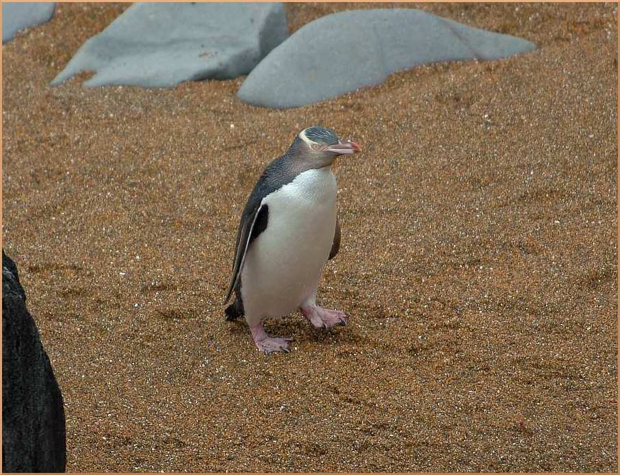 Megadyptes antipodes, Yellow-eyed Penguin