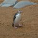 Megadyptes antipodes, Yellow-eyed Penguin