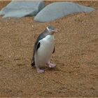 Megadyptes antipodes, Yellow-eyed Penguin