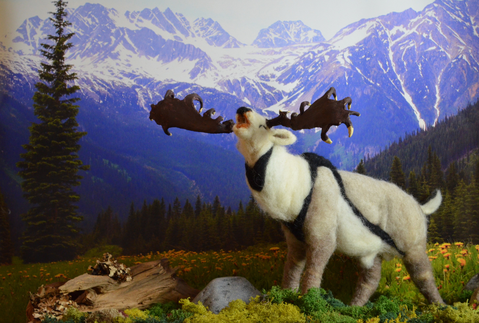 Megaloceros giganteus Foto & Bild stillleben, arrangierte szenen