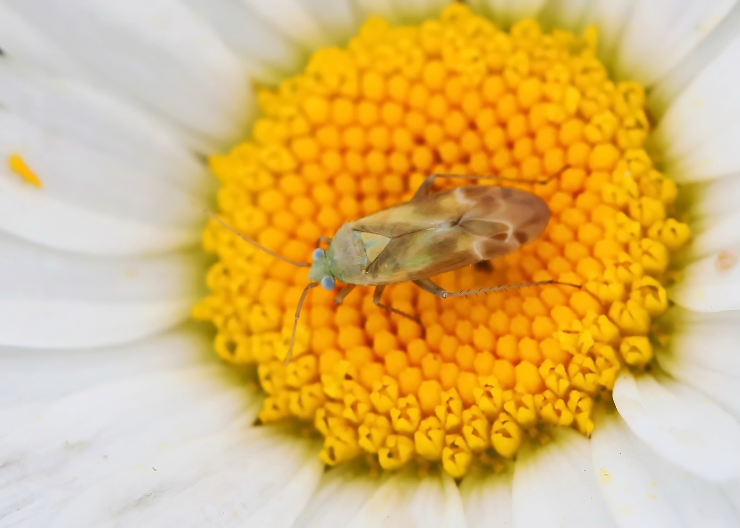 Megalocoleus molliculus