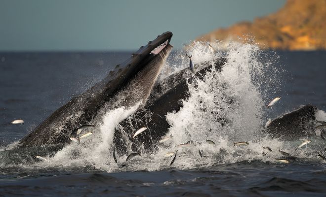 meGapteranOvaeangliae