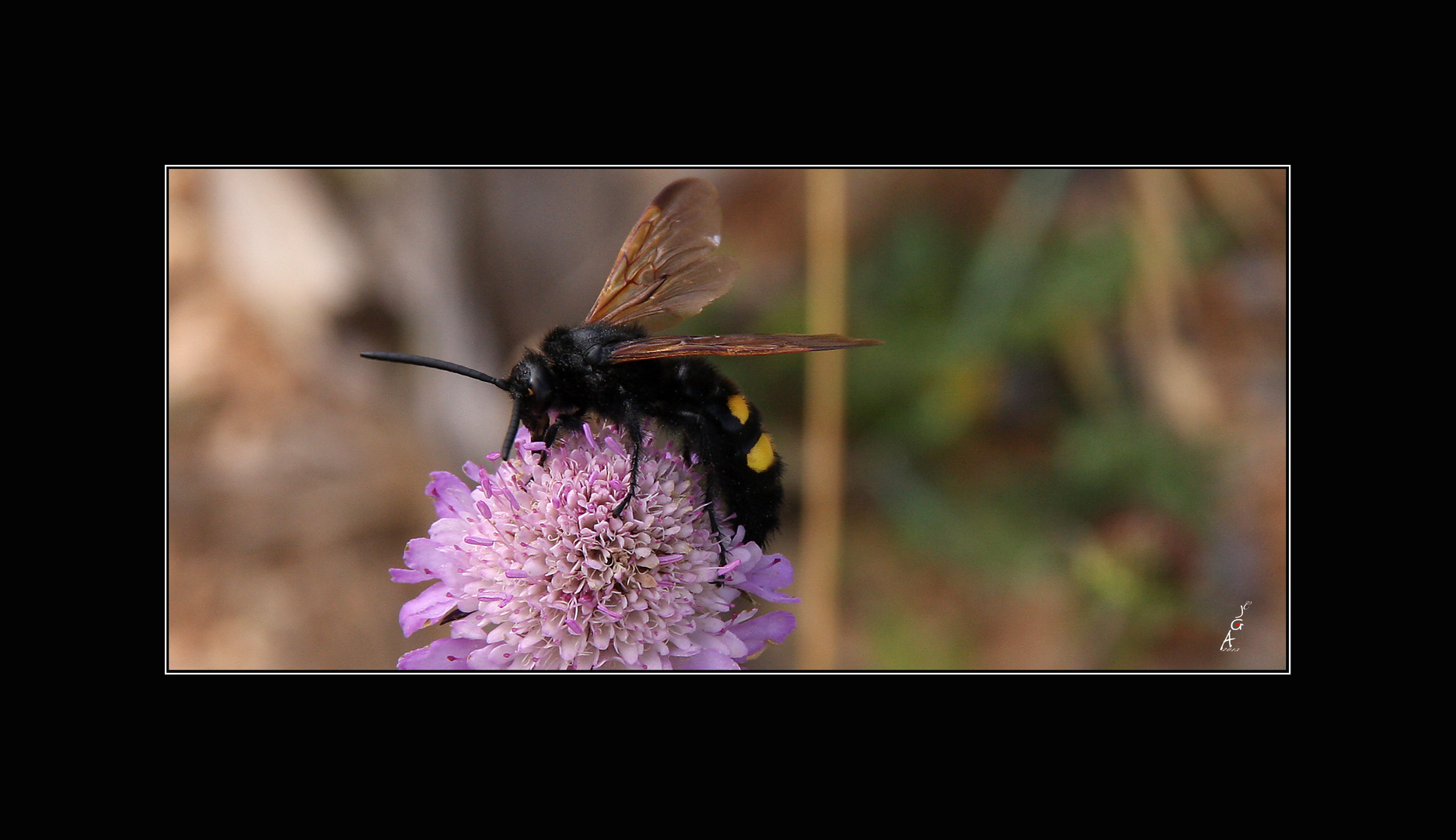 Megascolia Maculata Flavifrans ( Himenoptero )