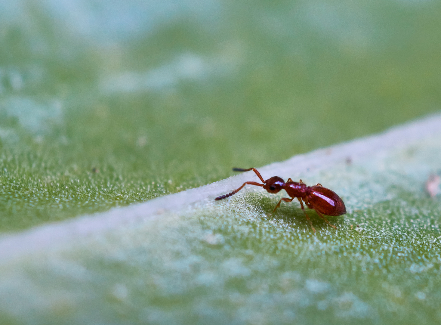 Megaspilidae (Lagynodes sp.)