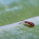 Megaspilidae (Lagynodes sp.)