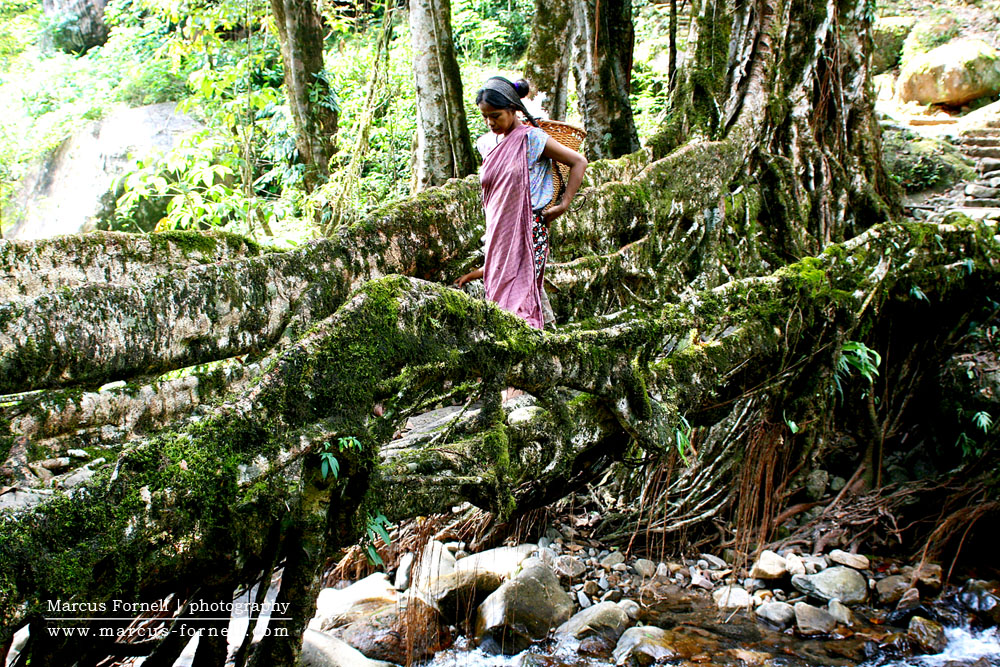 Meghalaya Living Root Bridge in Cherrapunji