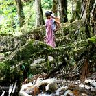 Meghalaya Living Root Bridge in Cherrapunji