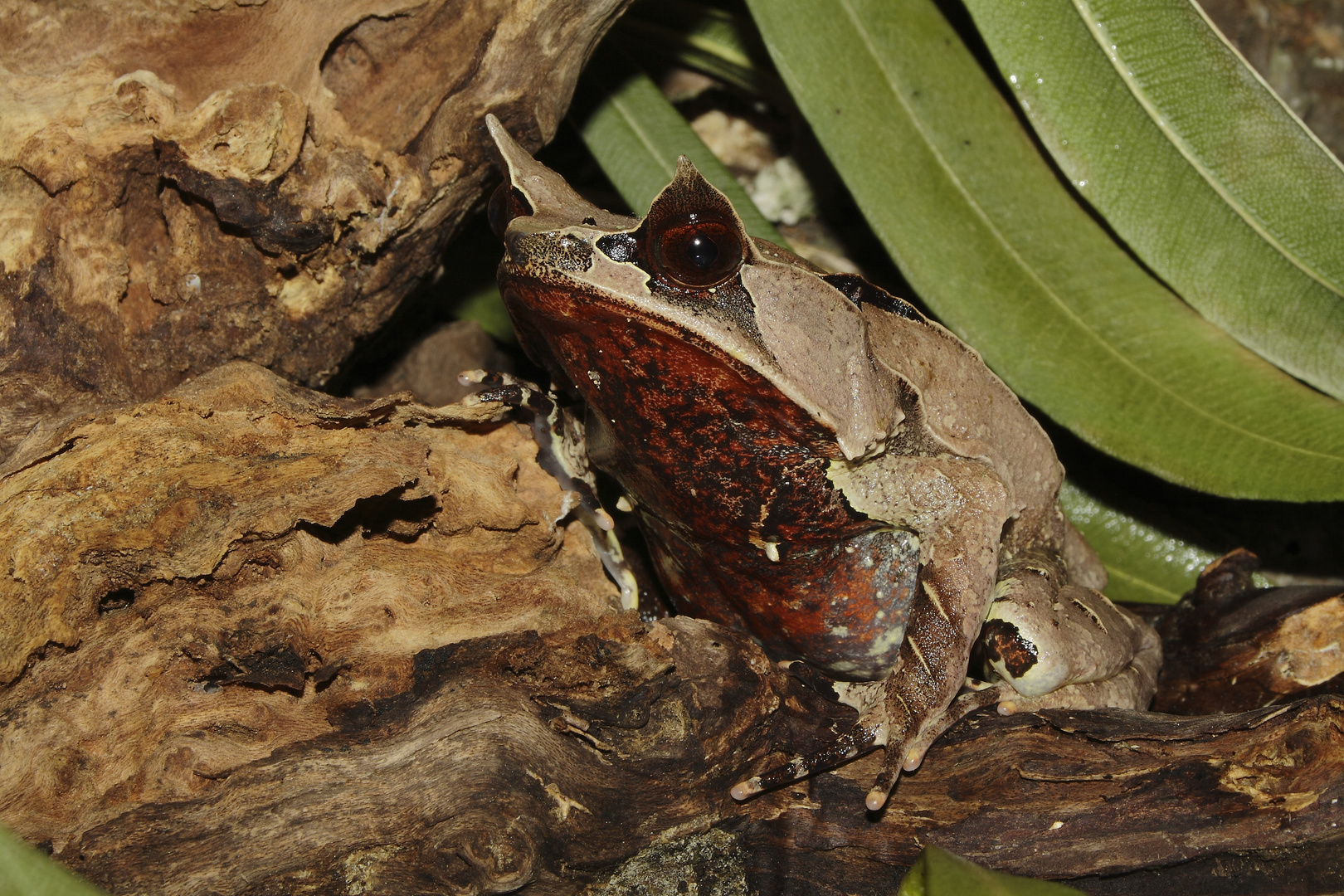 Mégophrys nasuta