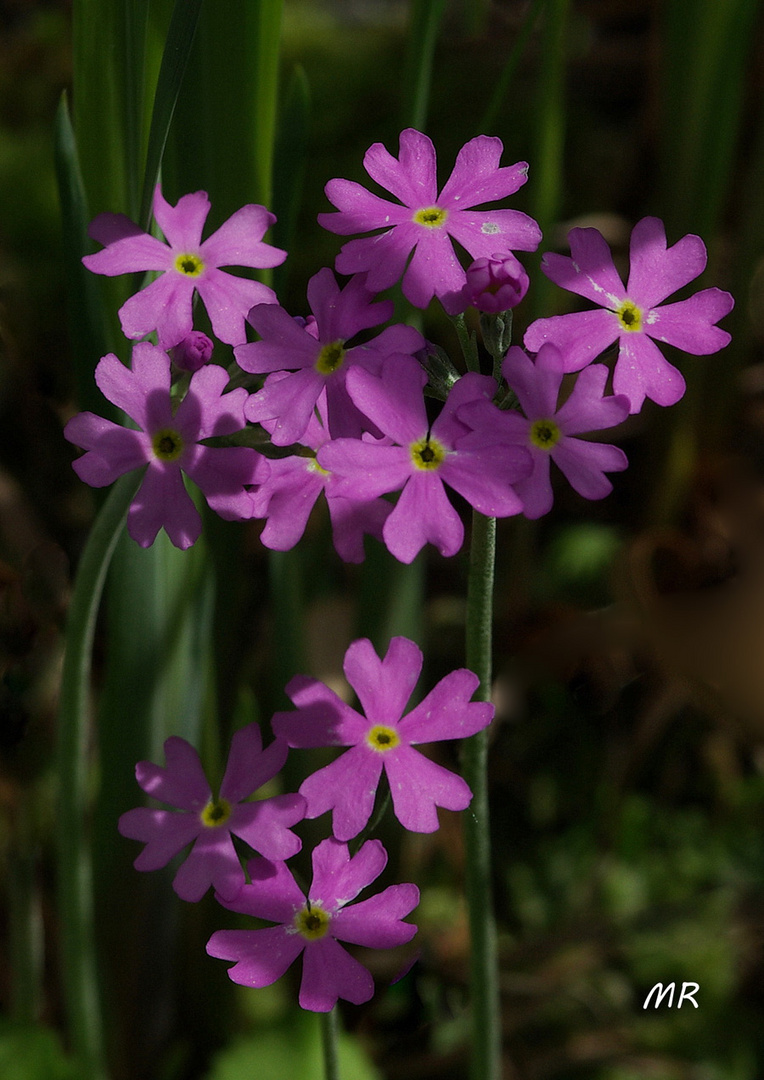 Mehl-Primel (Primula farinosa)