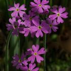 Mehl-Primel (Primula farinosa)