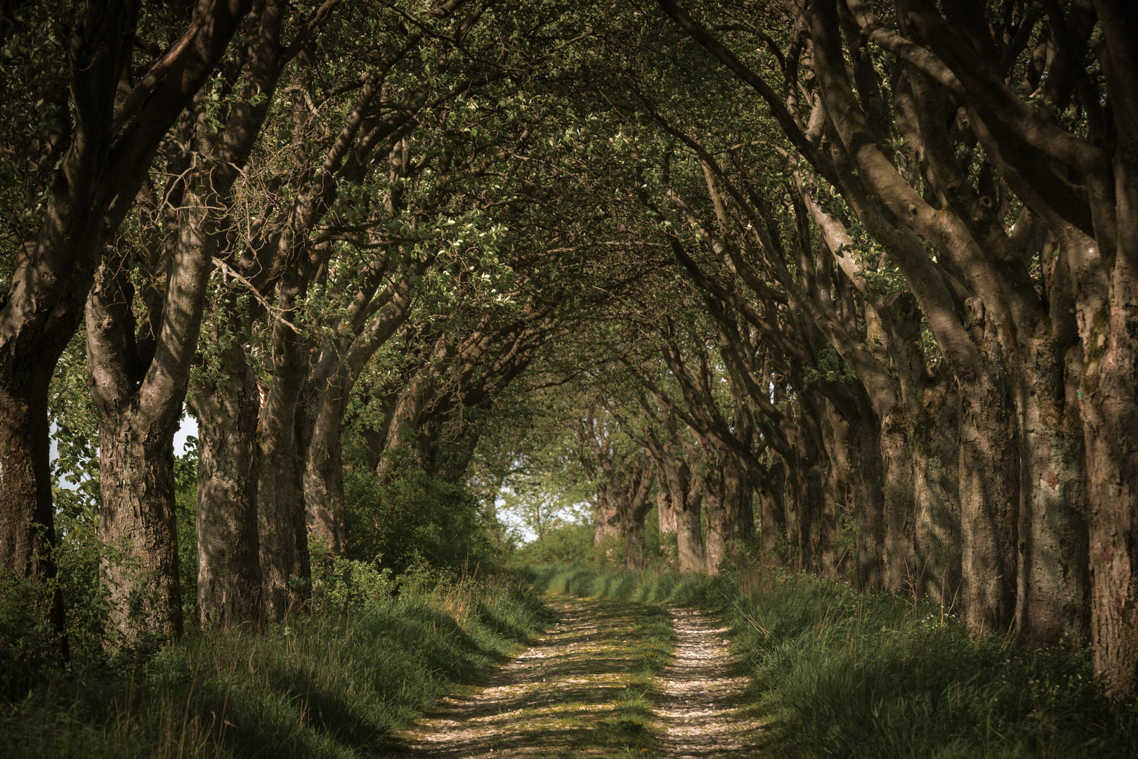 Mehlbeerbaumallee im Eichsfeld   "Dark Hedges"