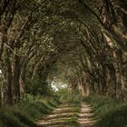 Mehlbeerbaumallee im Eichsfeld   "Dark Hedges"