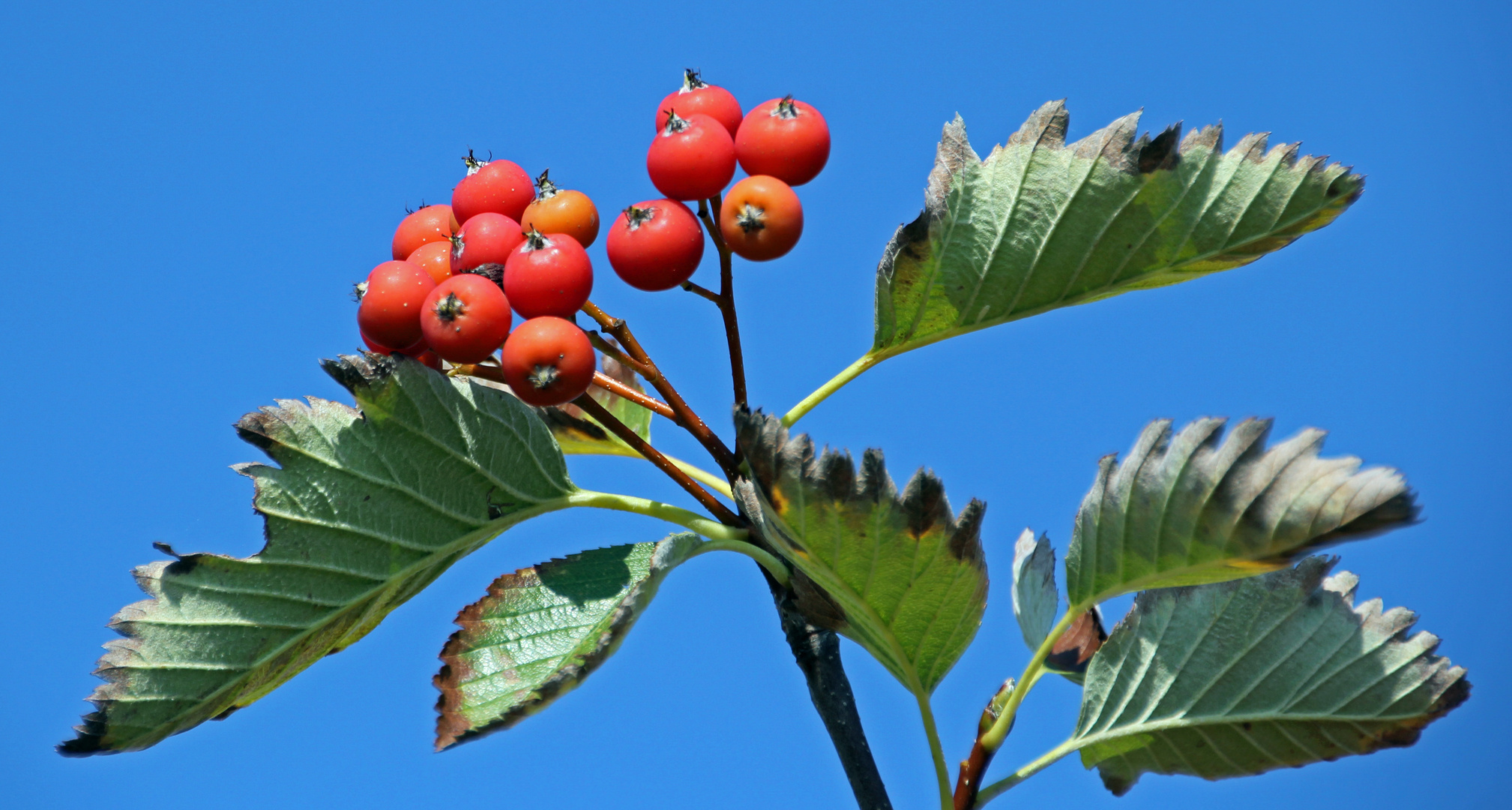 Mehlbeere in herbstlicher Färbung