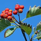 Mehlbeere in herbstlicher Färbung