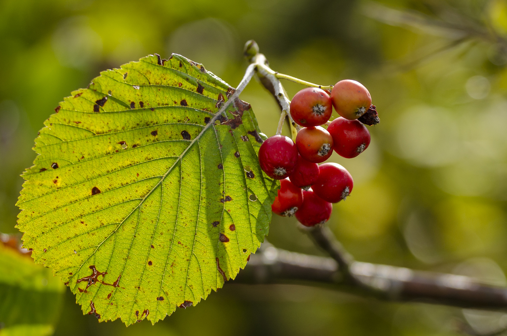 Mehlbeere (Sorbus aria)