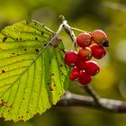 Mehlbeere (Sorbus aria)