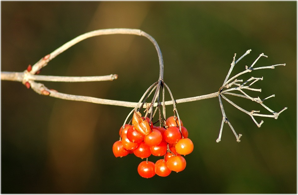 Mehlbeeren