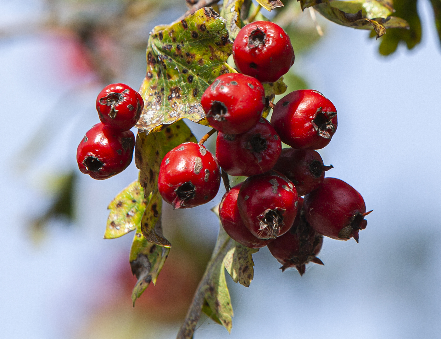 Mehlbeeren