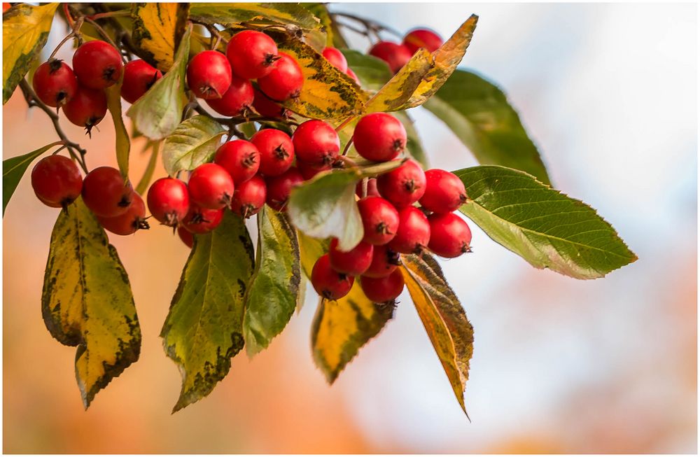 Mehlbeeren