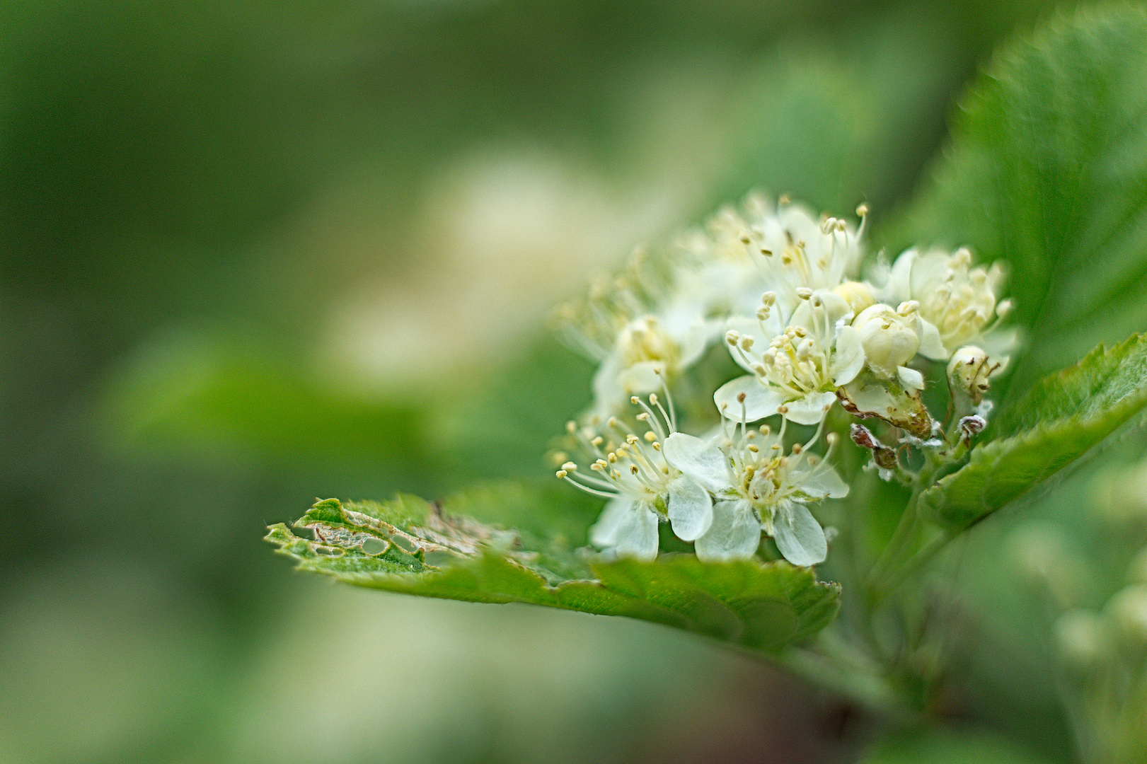 Mehlbeerenblüte