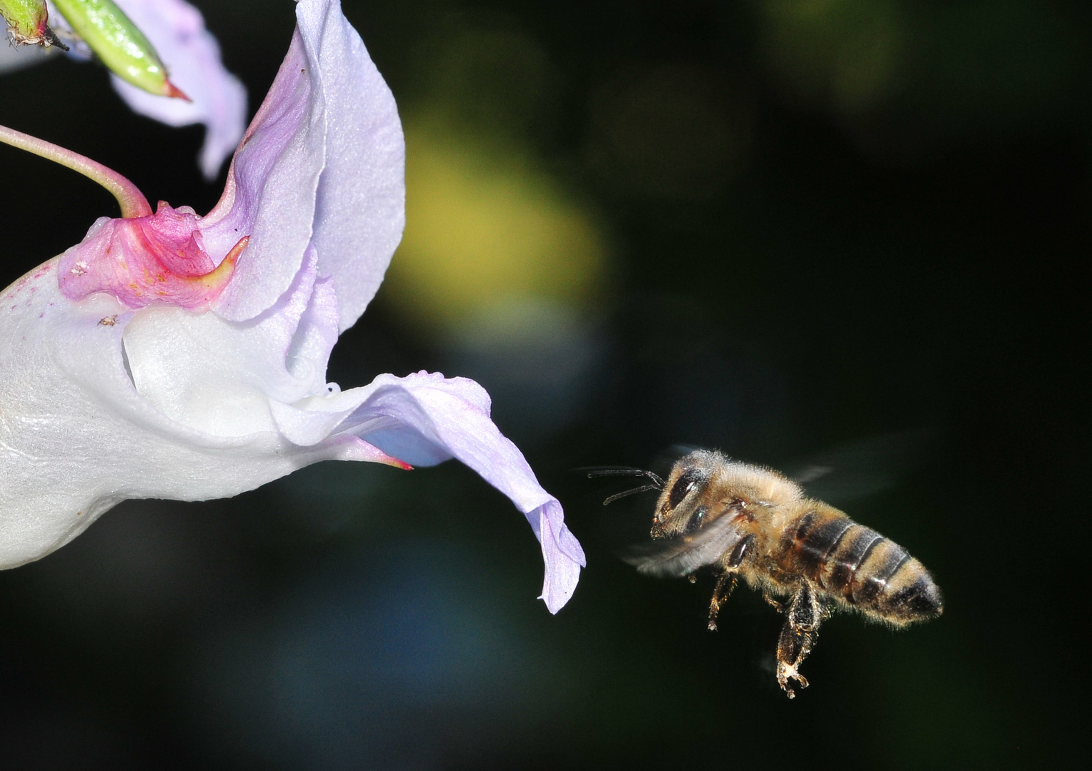 Mehlbiene im Anflug