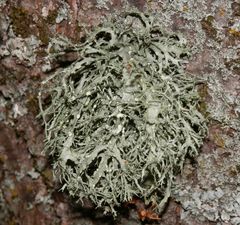 Mehlige Astflechte (Ramalina farinacea) auf freistehender Linde