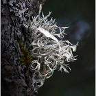 Mehlige Astflechte (Ramalina farinacea)