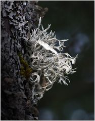 Mehlige Astflechte (Ramalina farinacea)