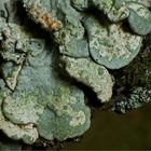 Mehlige Blasenflechte (Hypogymnia farinacea) 3