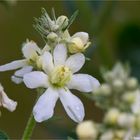 Mehlige Königskerze (Verbascum lychnitis) .......