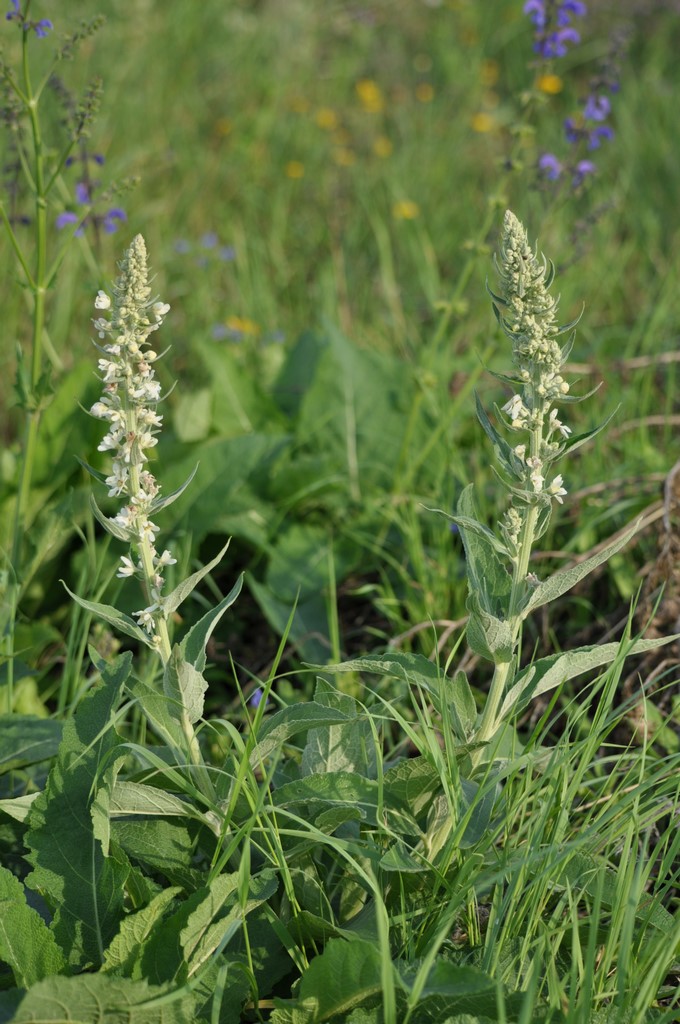 Mehlige Königskerze (Verbascum lychnitis)