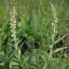 Mehlige Königskerze (Verbascum lychnitis)