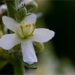 Mehlige Königskerze (Verbascum lychnitis) .