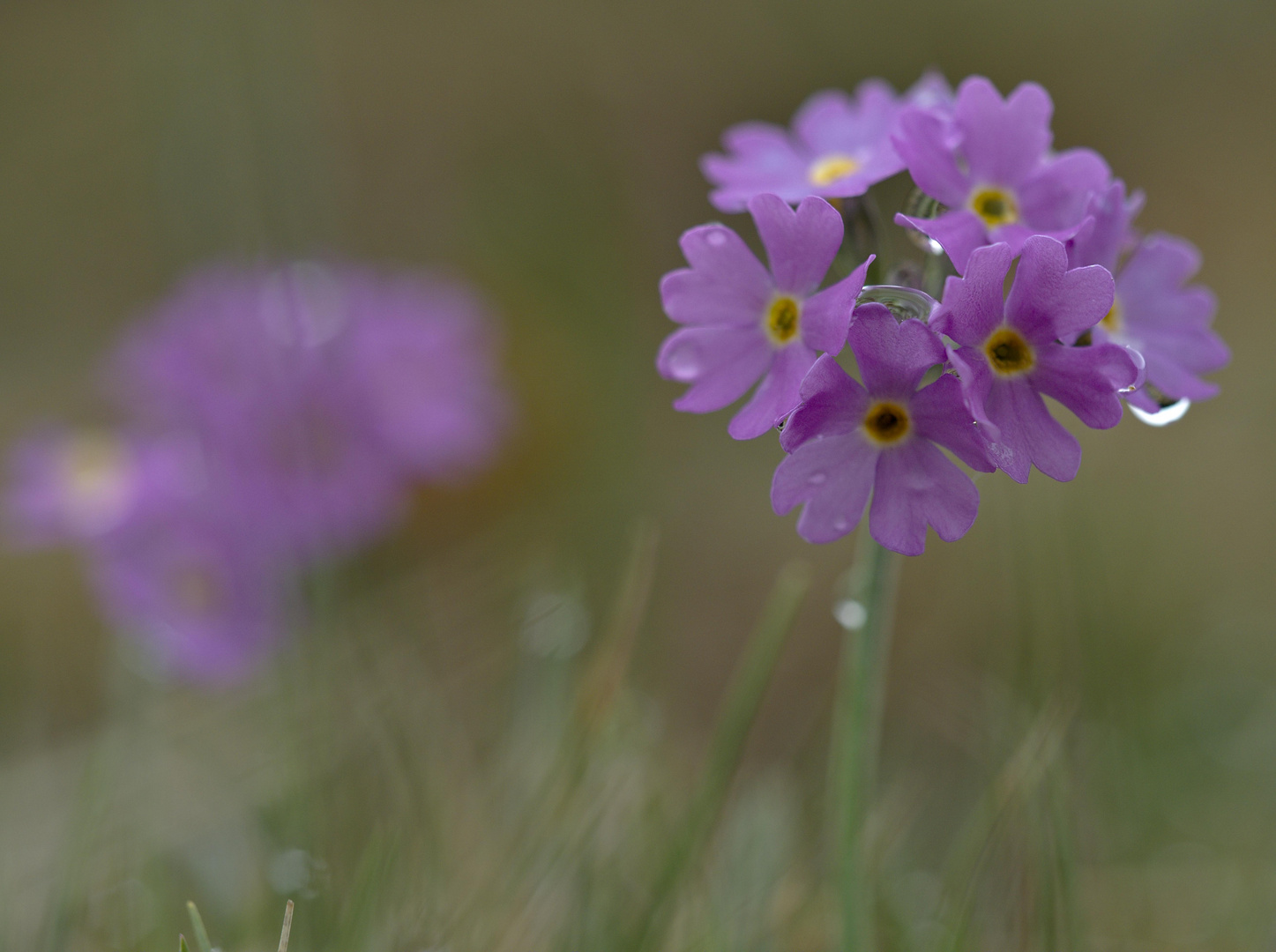 Mehlige Schlüsselblume