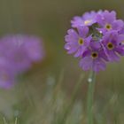 Mehlige Schlüsselblume