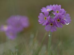 Mehlige Schlüsselblume