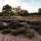 Mehlinger Heide-_009