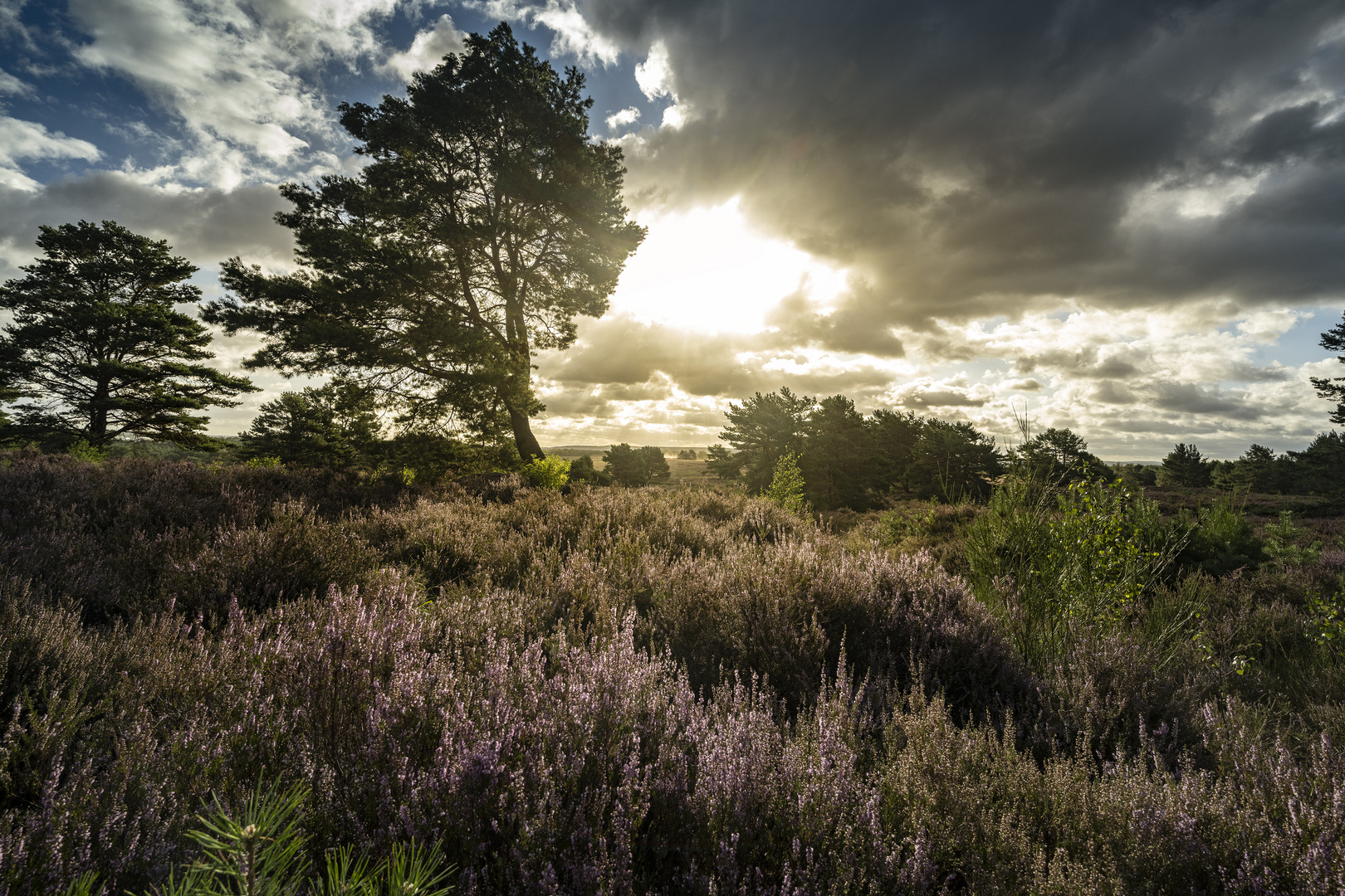 Mehlinger Heide-_010