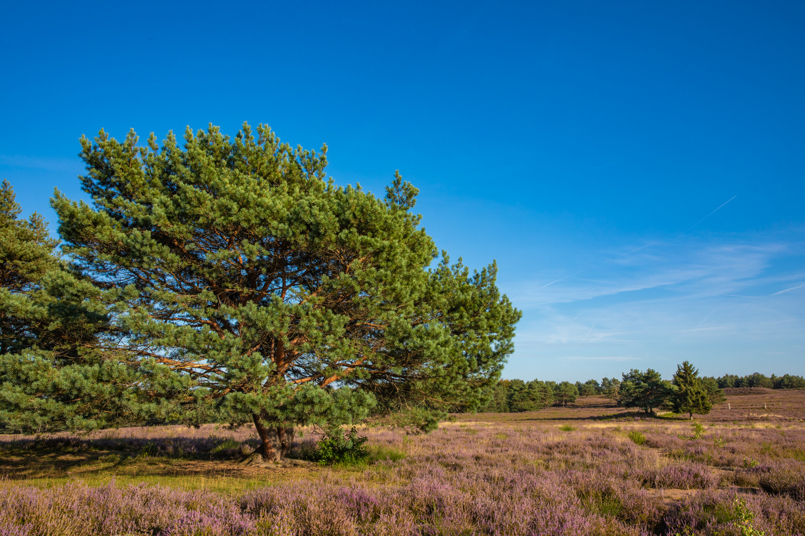 Mehlinger Heide