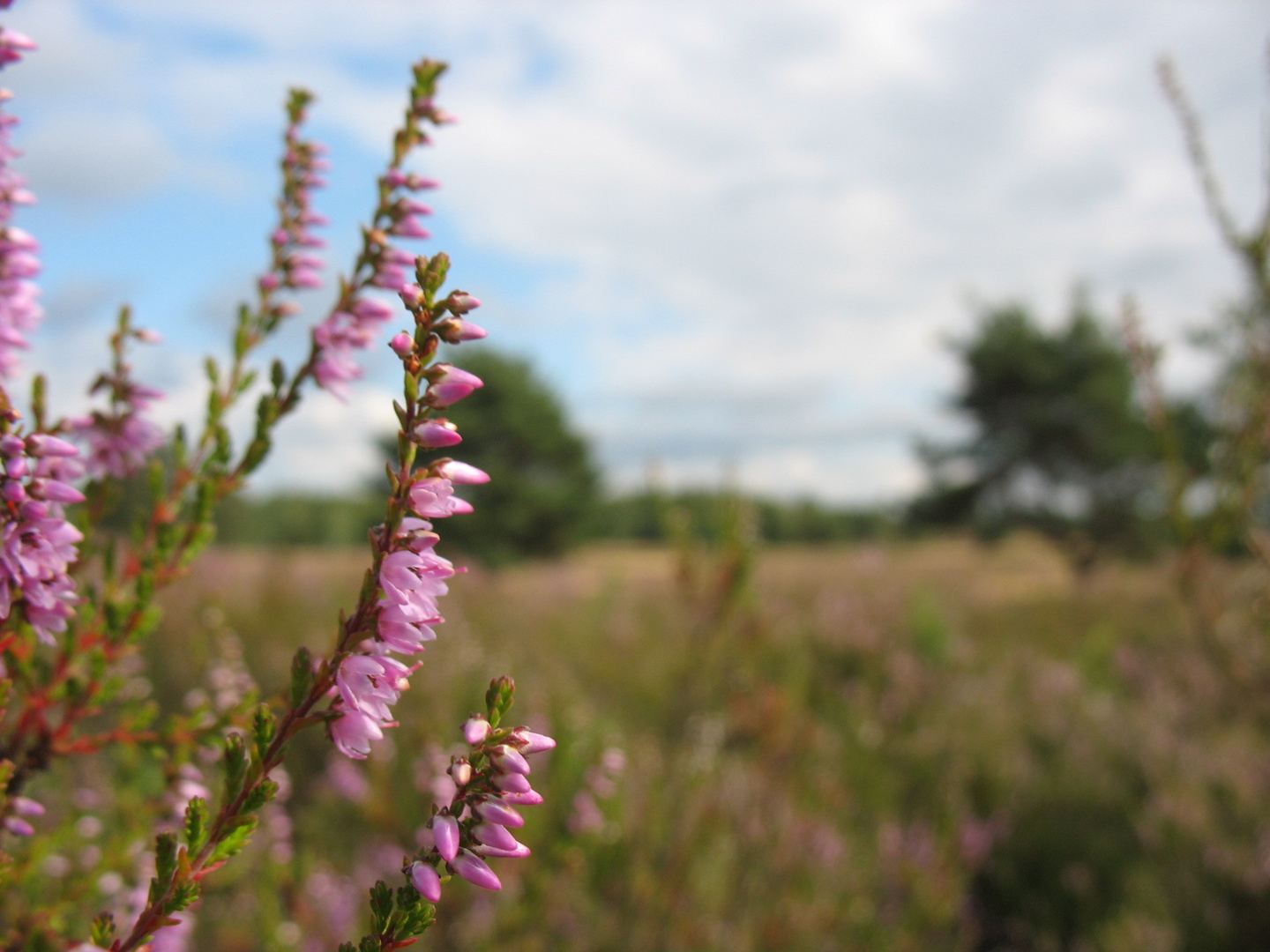 Mehlinger Heide