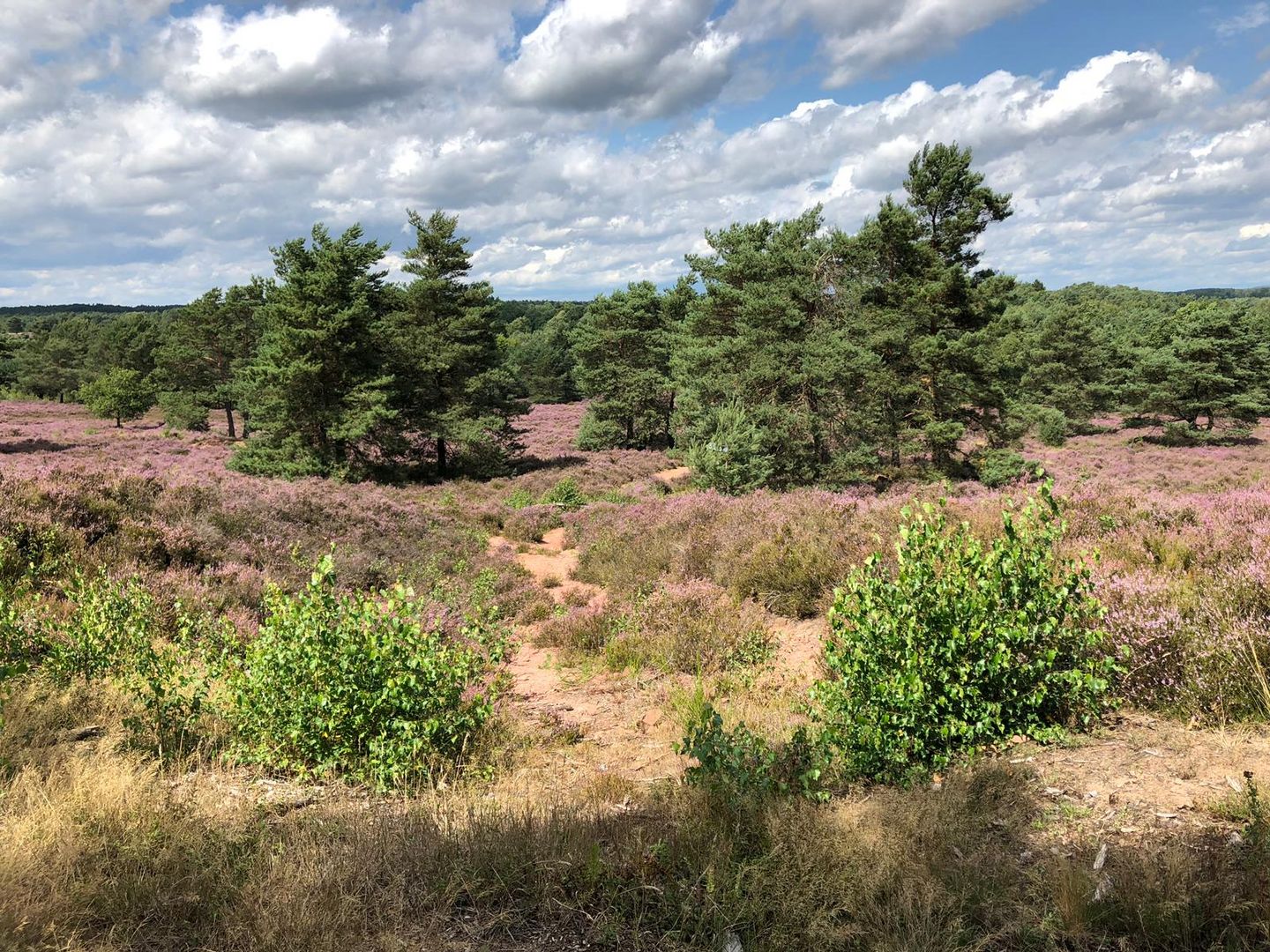 Mehlinger Heide