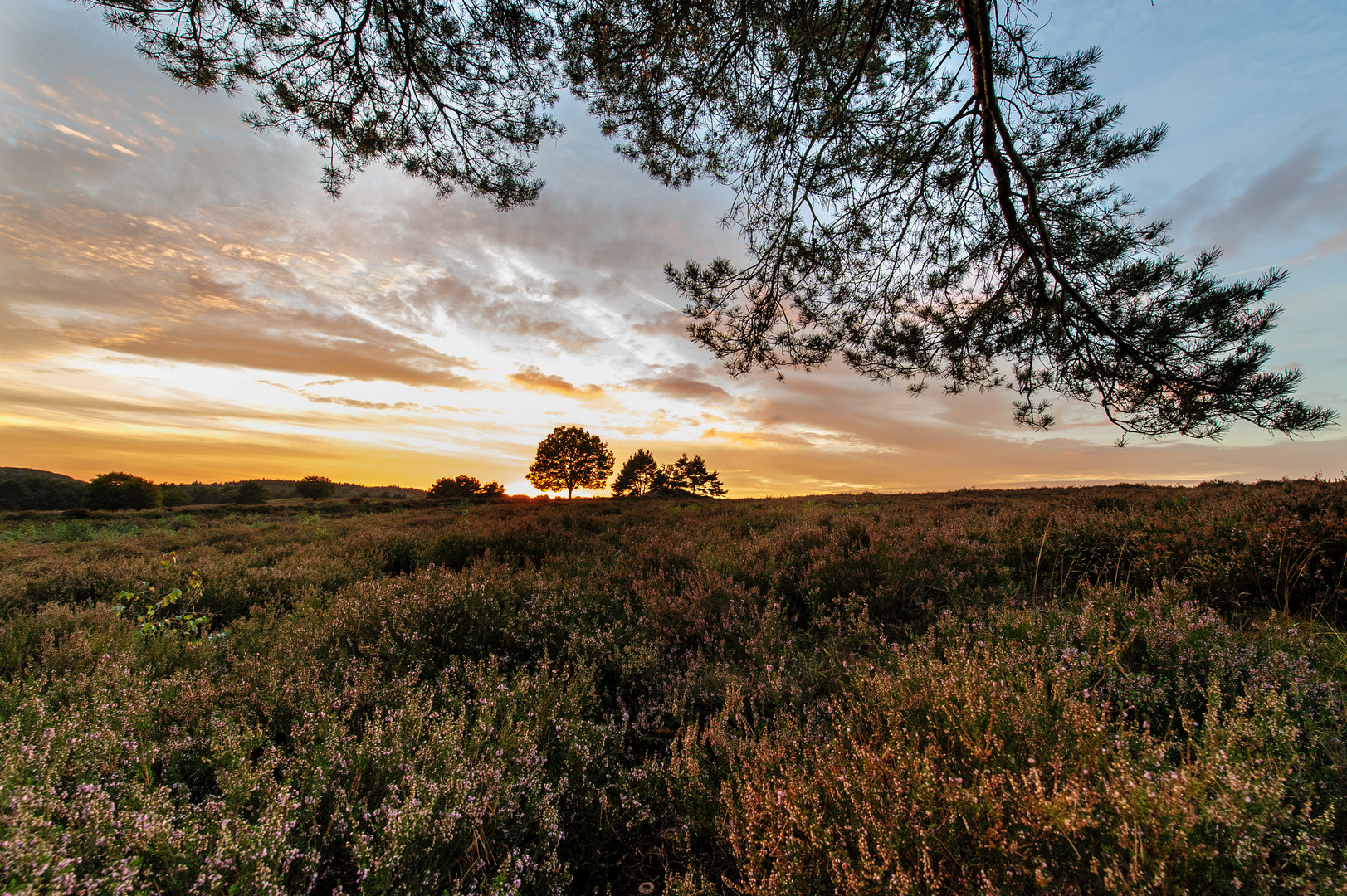 Mehlinger Heide