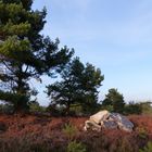 Mehlinger Heide