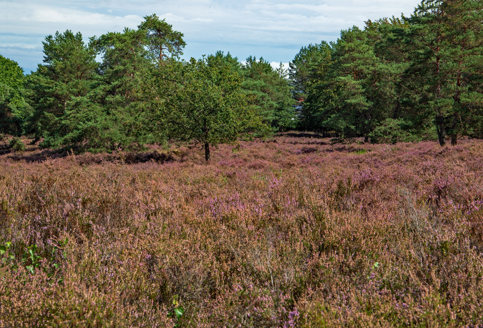 Mehlinger Heide