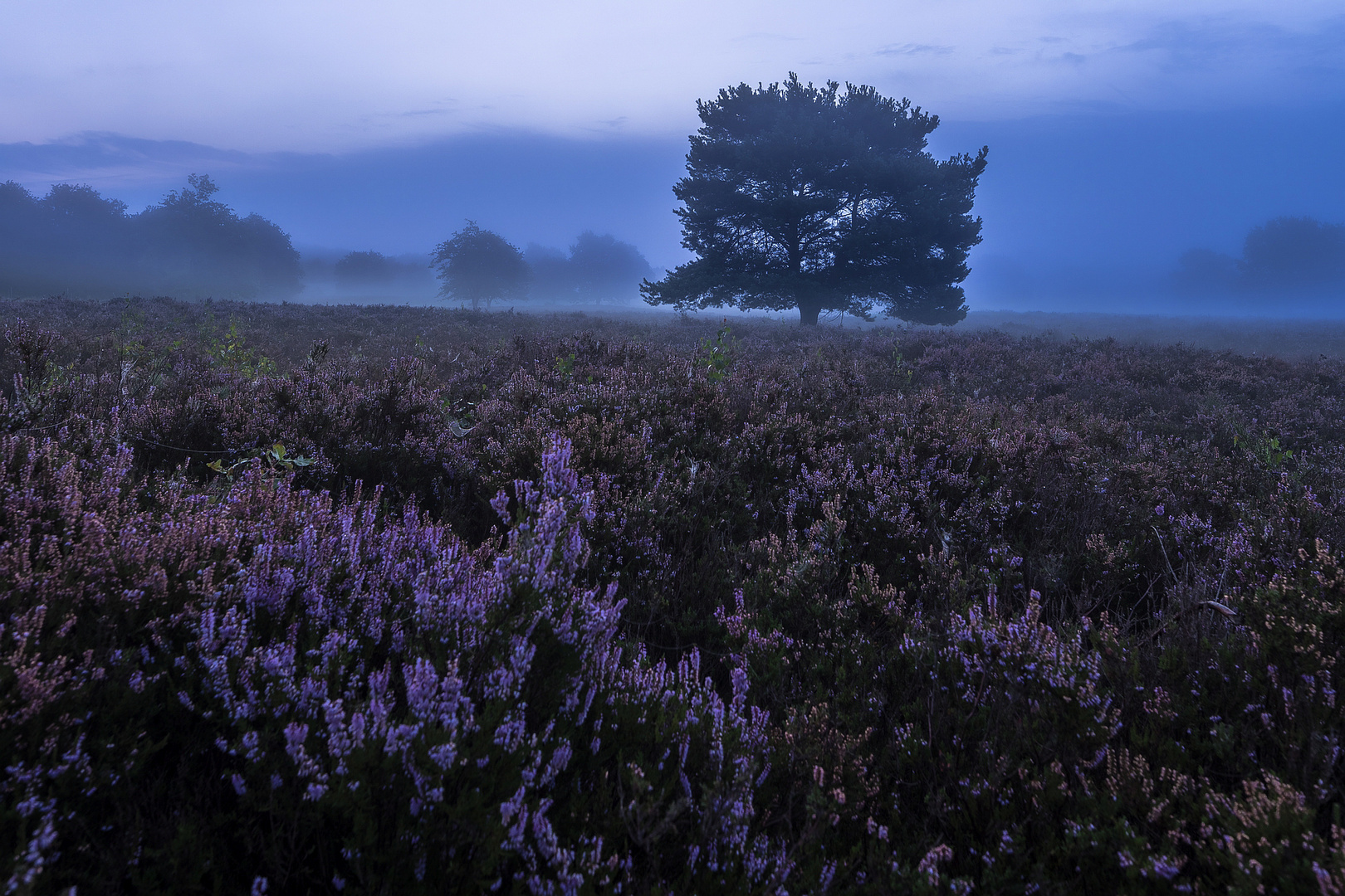 Mehlinger Heide