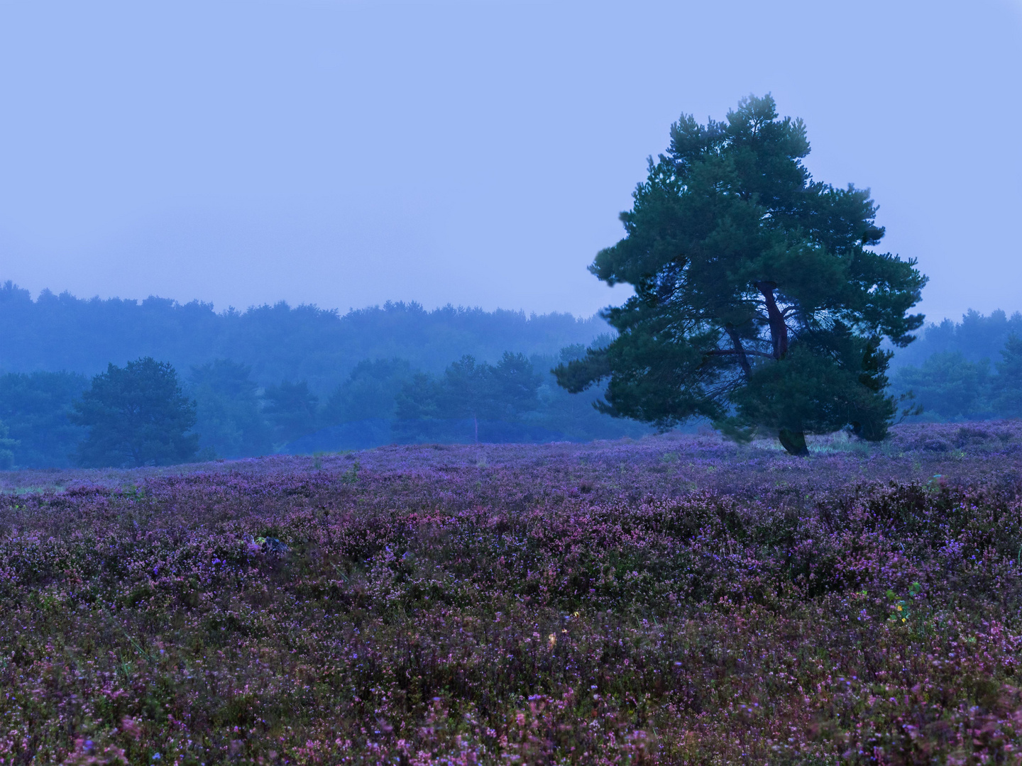 Mehlinger Heide. 