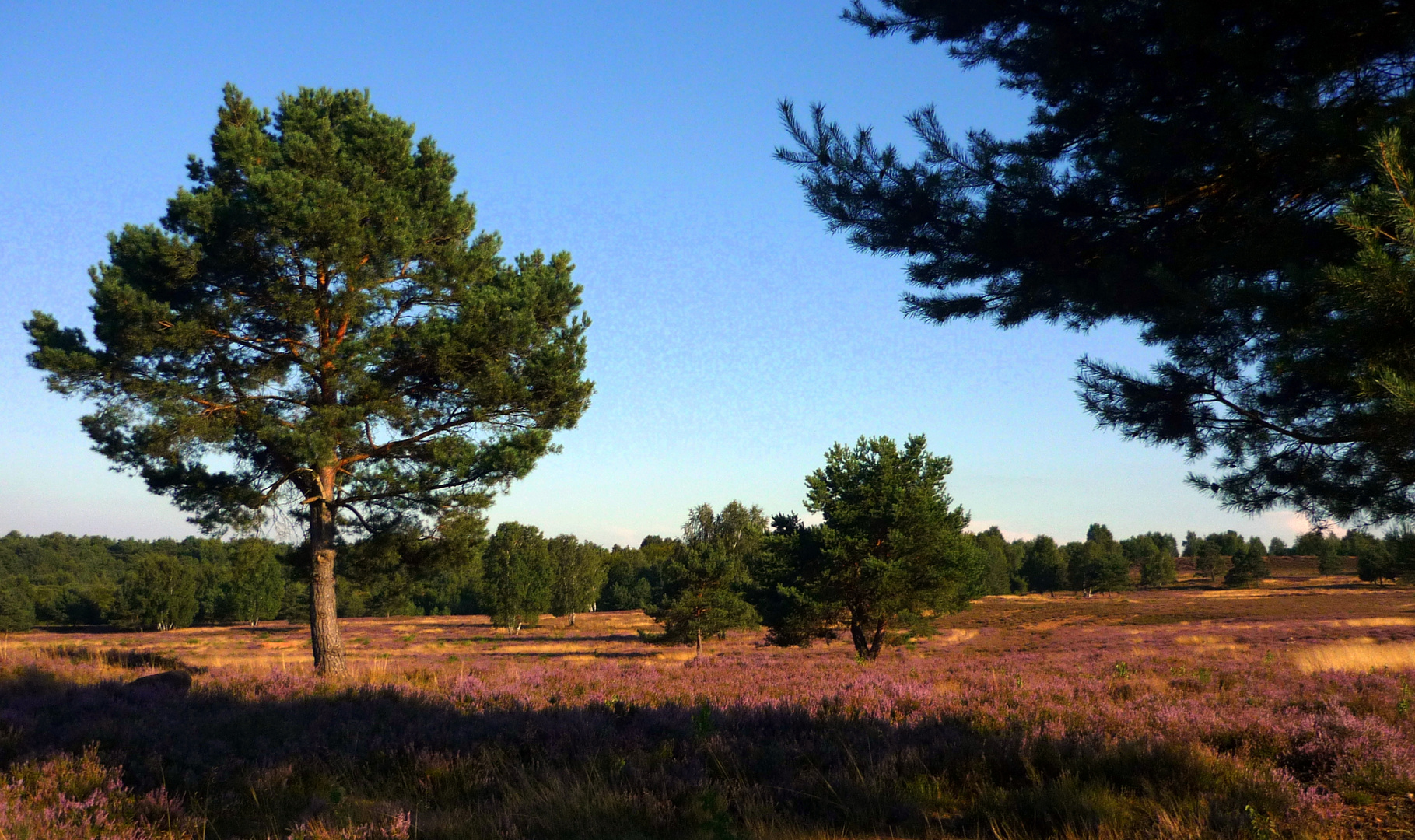 Mehlinger Heide