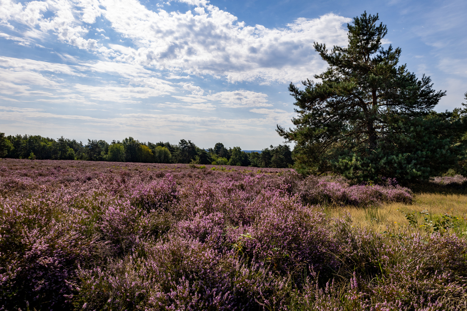 Mehlinger Heide