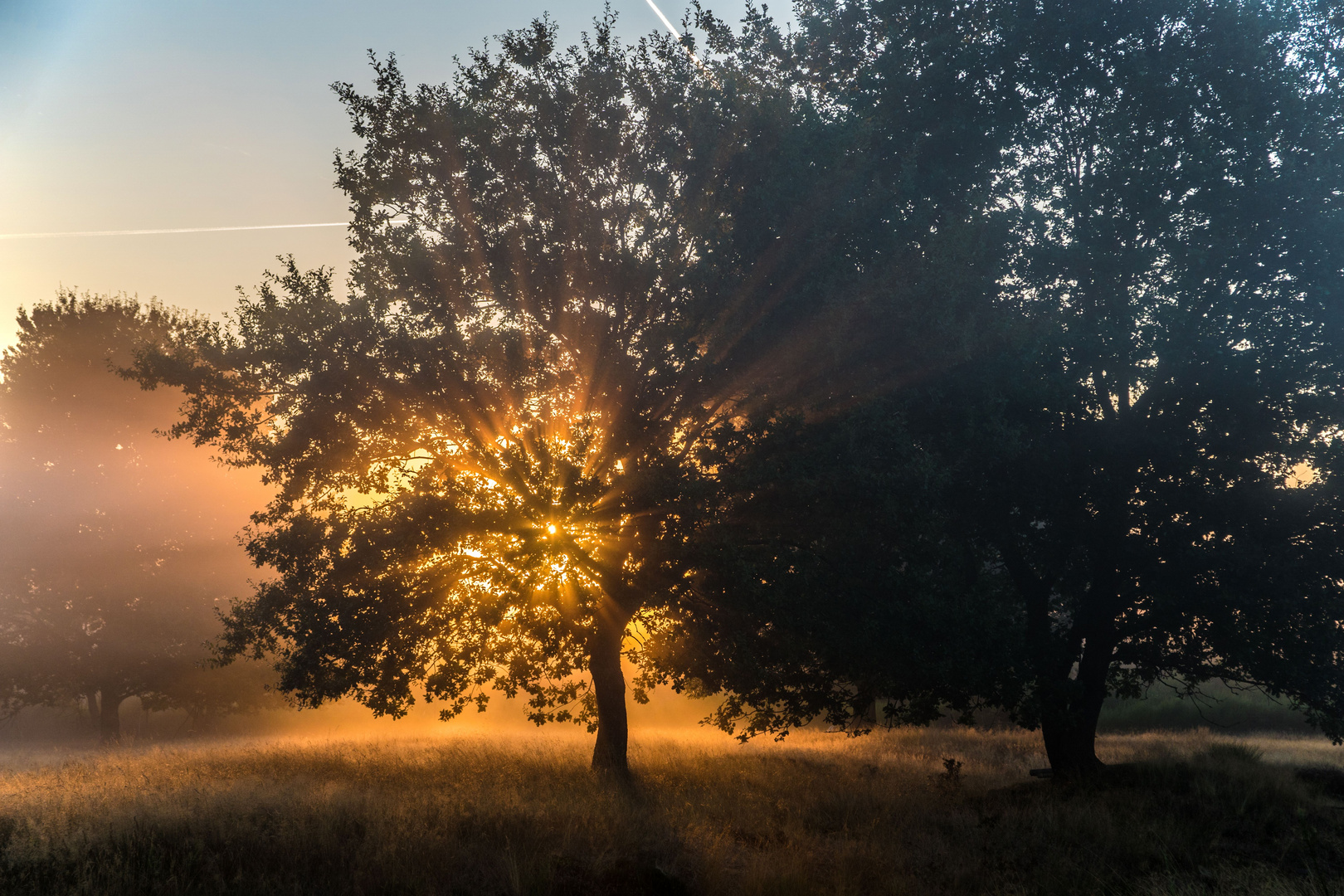 Mehlinger Heide am frühen Morgen